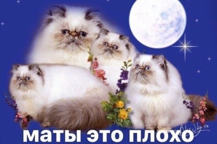 Кот Мем