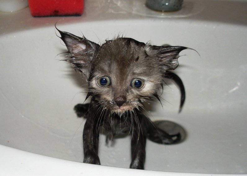 Несчастный котенок