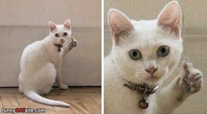 Кот плачет и показывает лайк