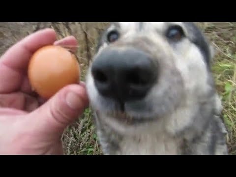 Собака яйцо Мем