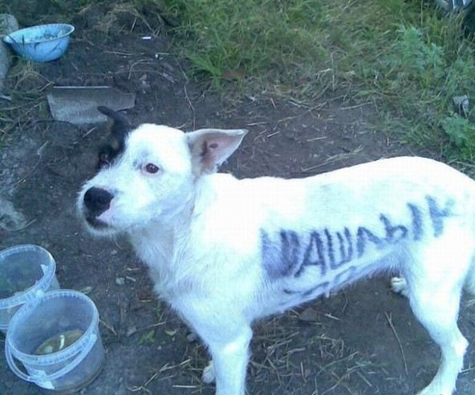 Собака демотиватор