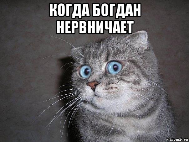 Кот волнуется