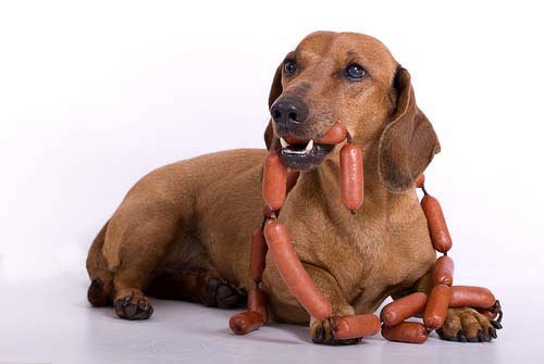 Собака с сосисками