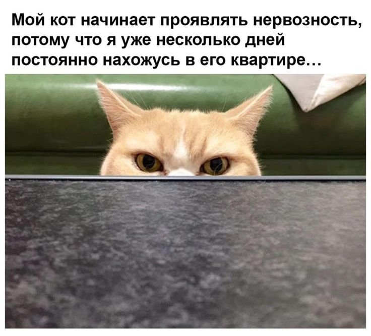 Мем кот самоизоляция