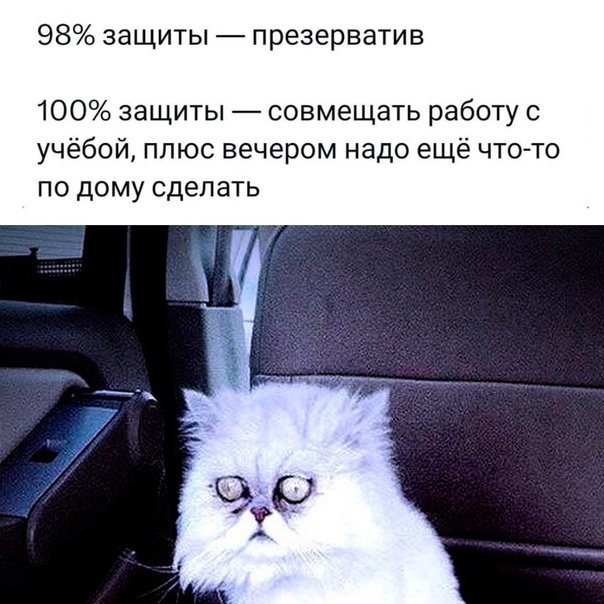 Стресс Мем кот