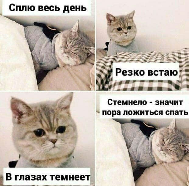 Котик Мем