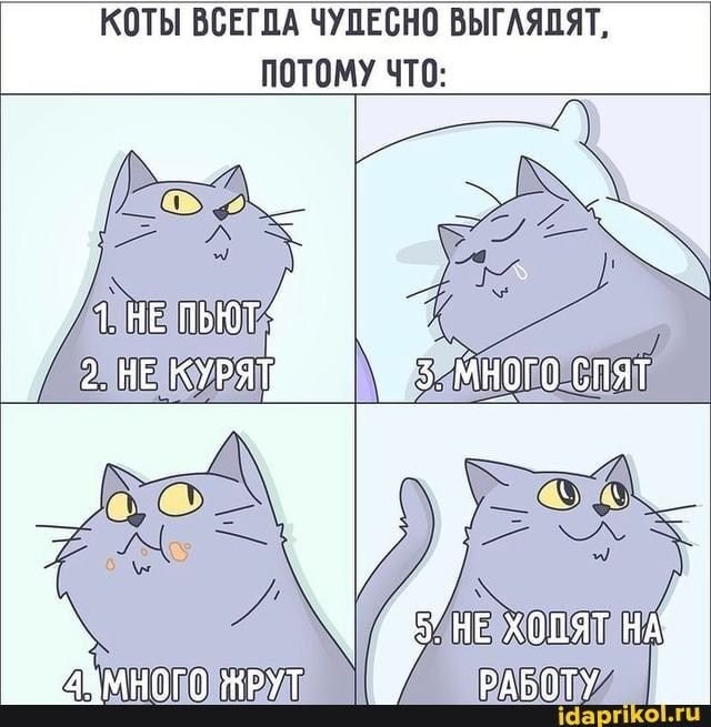 Мемы с котиками