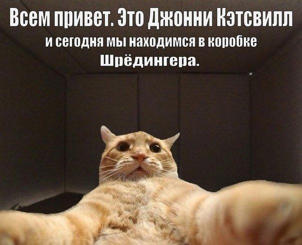 Мемы с котиками без надписей