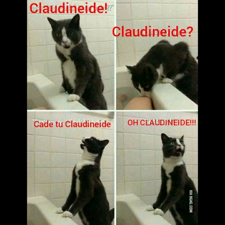 Коты в ванной мемы