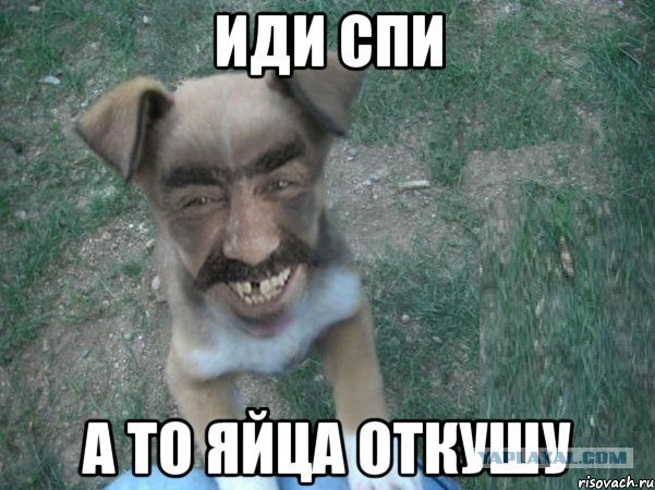 Собака человек Мем