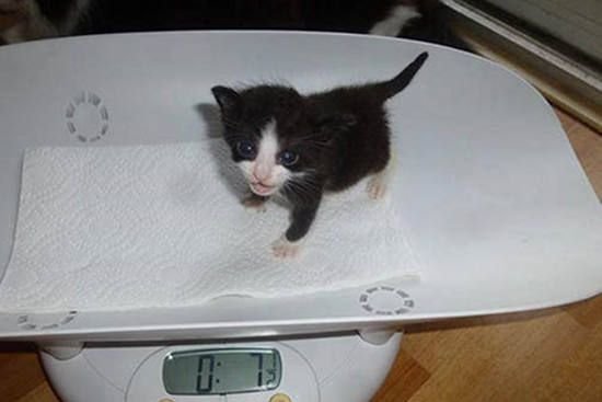 Маленький кот Мем