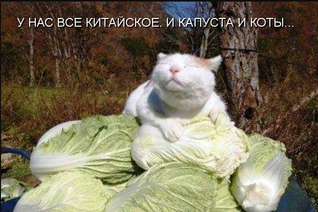 Кот с капустным листом на голове