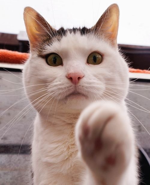 Кот показывает лапой