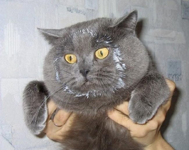 Кот в сметане