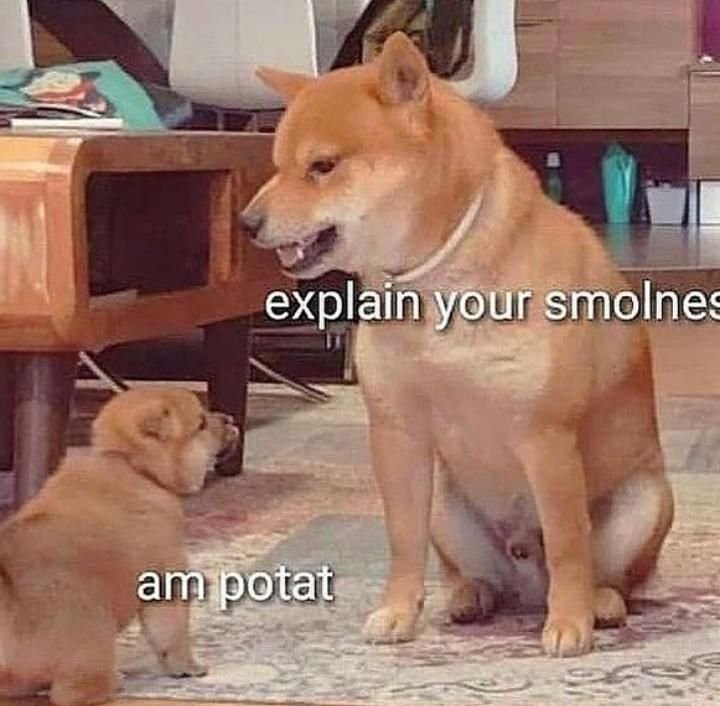 Поясни свою маленькость Мем