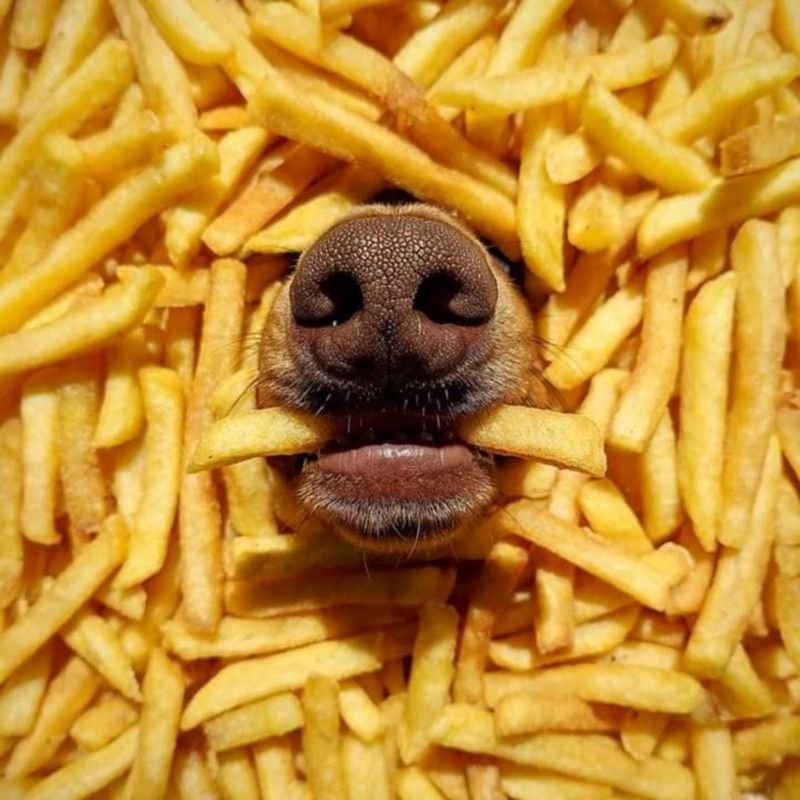 Собака ест картошку фри