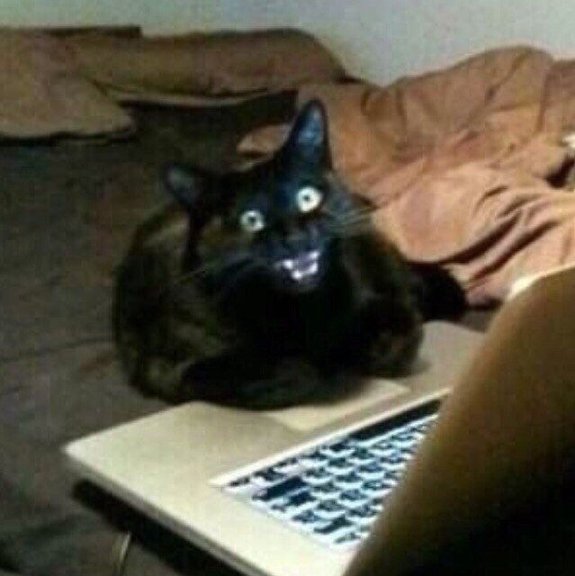 Кот за компом