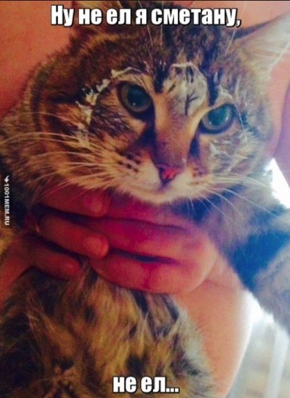 Кошачья морда в сметане