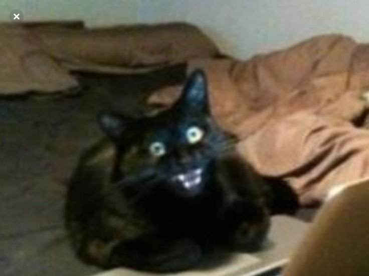 Кот за компьютером Мем