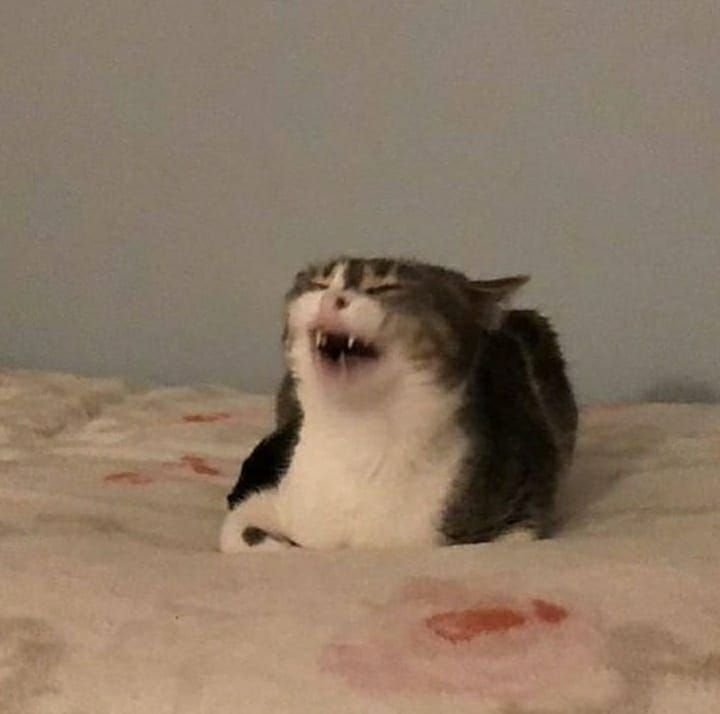 Кот злобно смеется