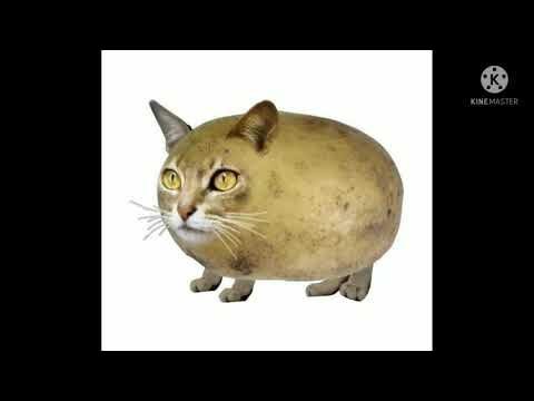 Кот картошка ЧИЛИПИЗДРИК