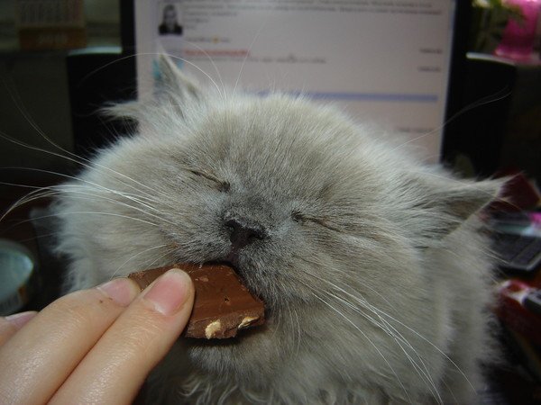 Кот с шоколадкой