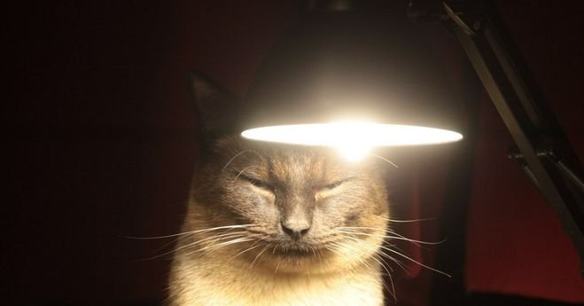 Теплый ламповый кот