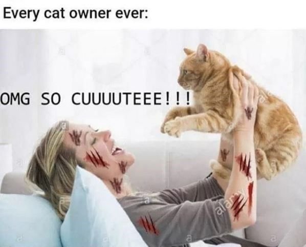 Кошечка царапается