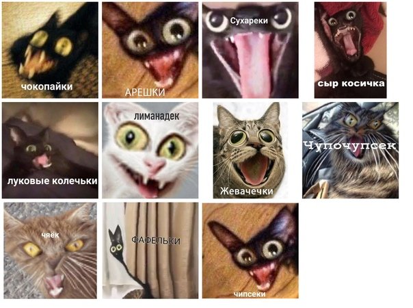 Шоколадка Мем с котом