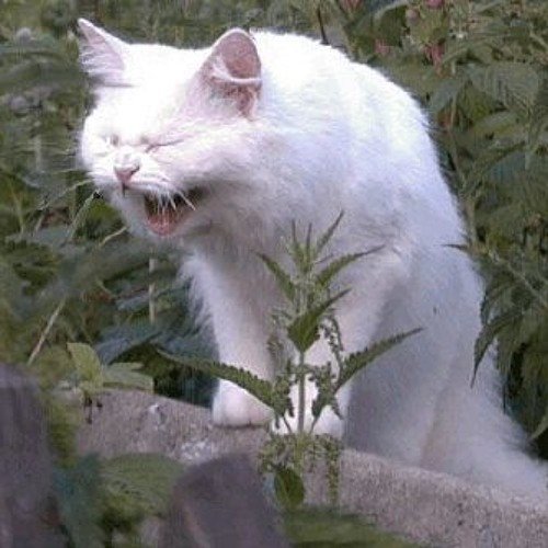 Смешная белая кошка