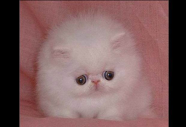 Злой котенок Мем