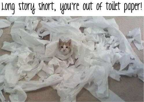 Кот разматывает туалетную бумагу