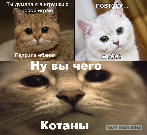 Кот Пидрила