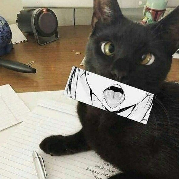 Кот с бумажками