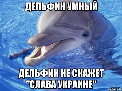 Дельфины умные существа