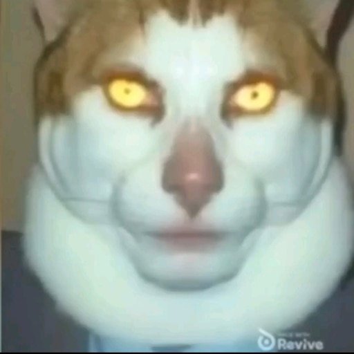 Кот с желтыми глазами