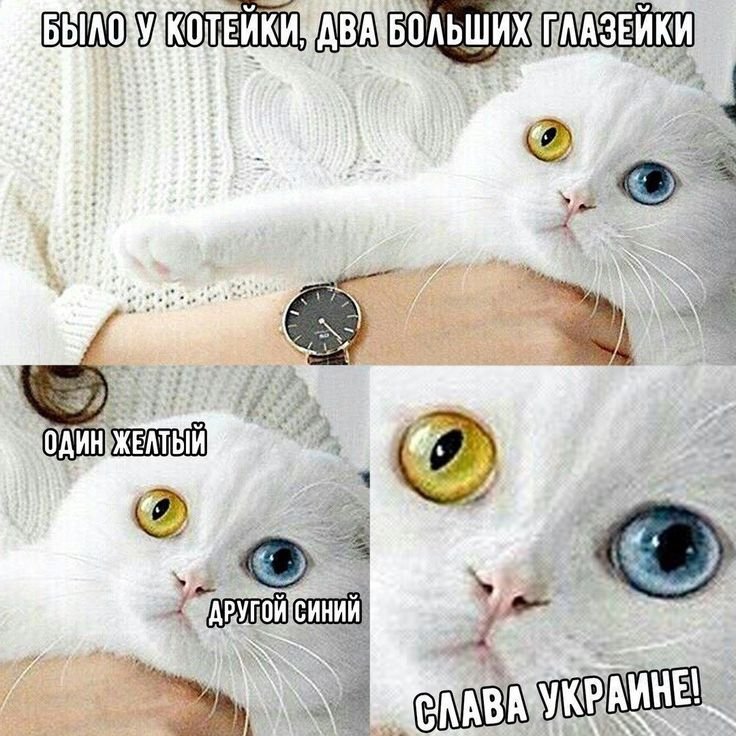 Мемы с котиками
