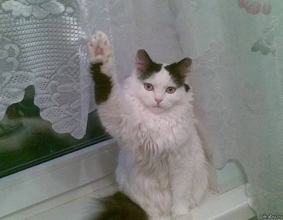 Кот Гитлер зигует