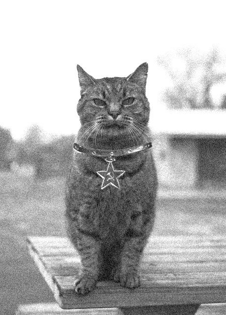 Коты коммунисты