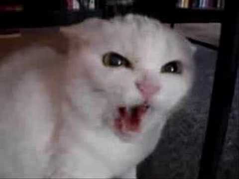 Злой кот Мем