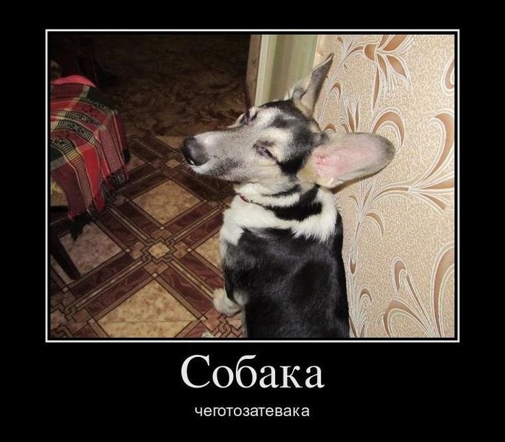 Приколы с собаками демотиваторы
