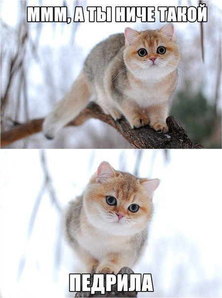 Кот Пидрила порода