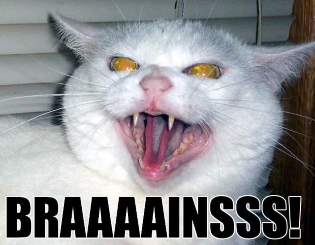 Агрессивный кот