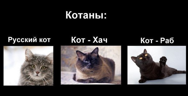 Котенок Мем