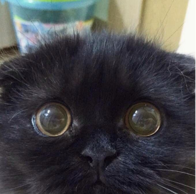 Кот с вытаращенными глазами