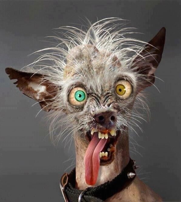 Бешеная собака облезлая