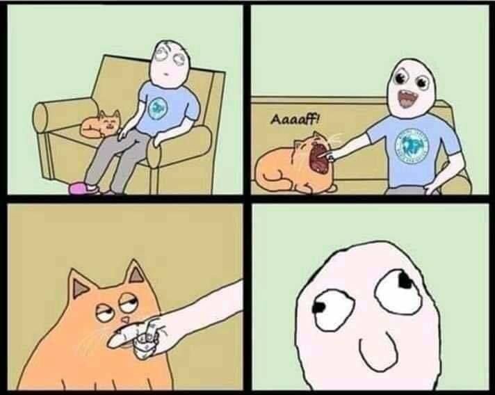 Мемы с зевающим котом
