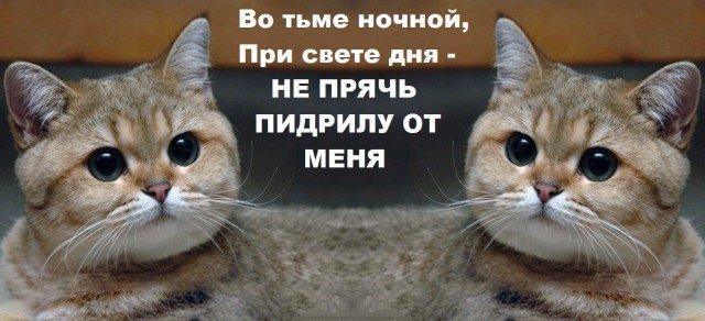 Кот Пидрила