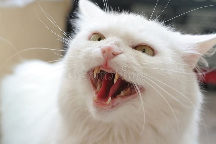 Злобный кот