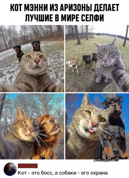 Селфи кота Мэнни